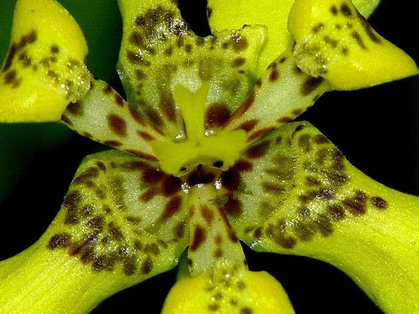 Trimezia martinicense
