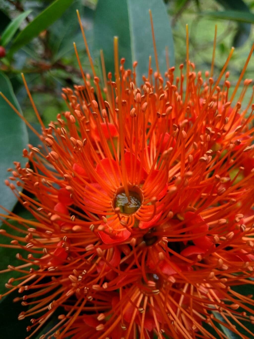 Penda nero 4