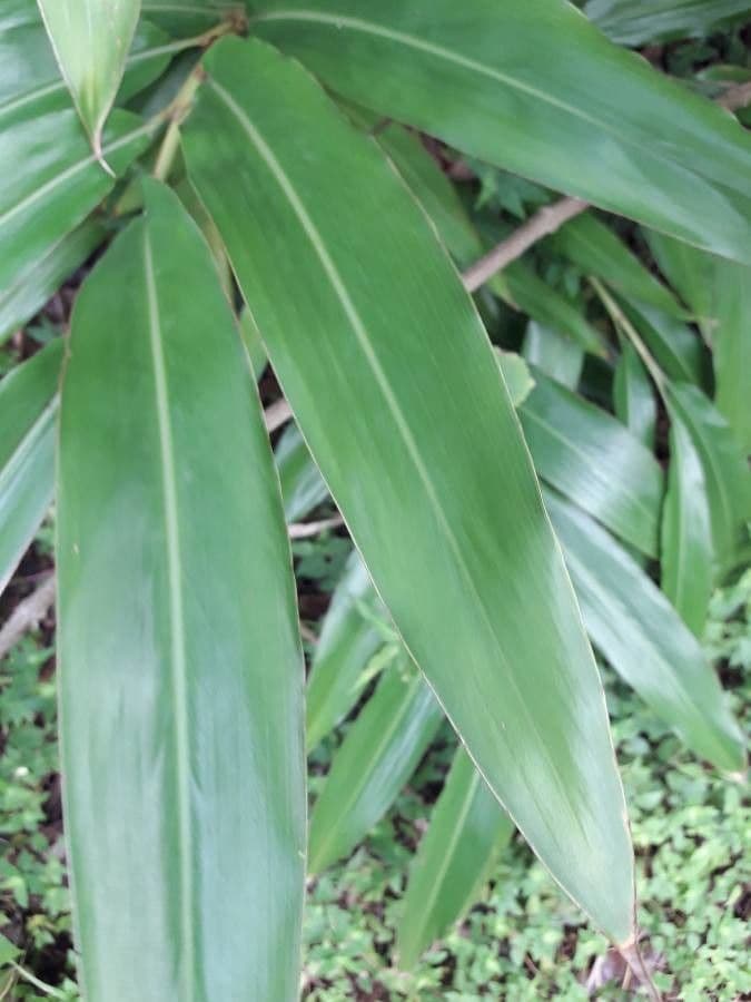 Alpinia zerumbet 19
