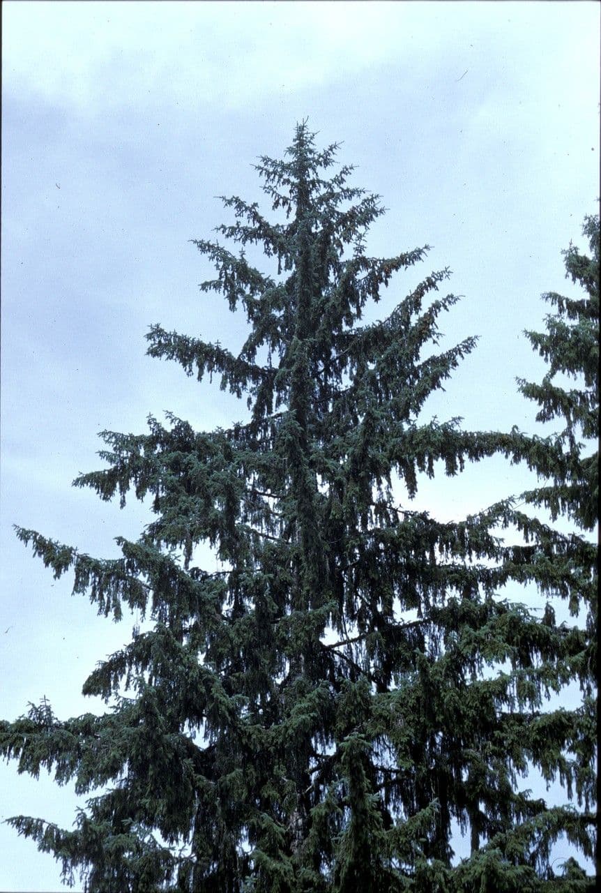 Peccio di Sitka 12