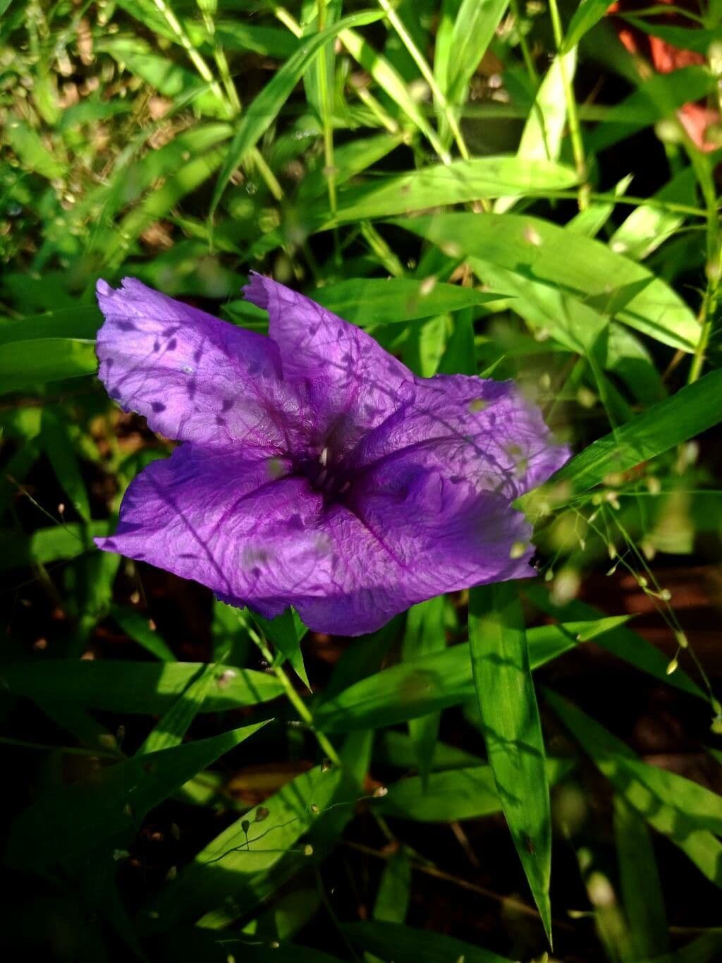 Ruellia nudiflora 4