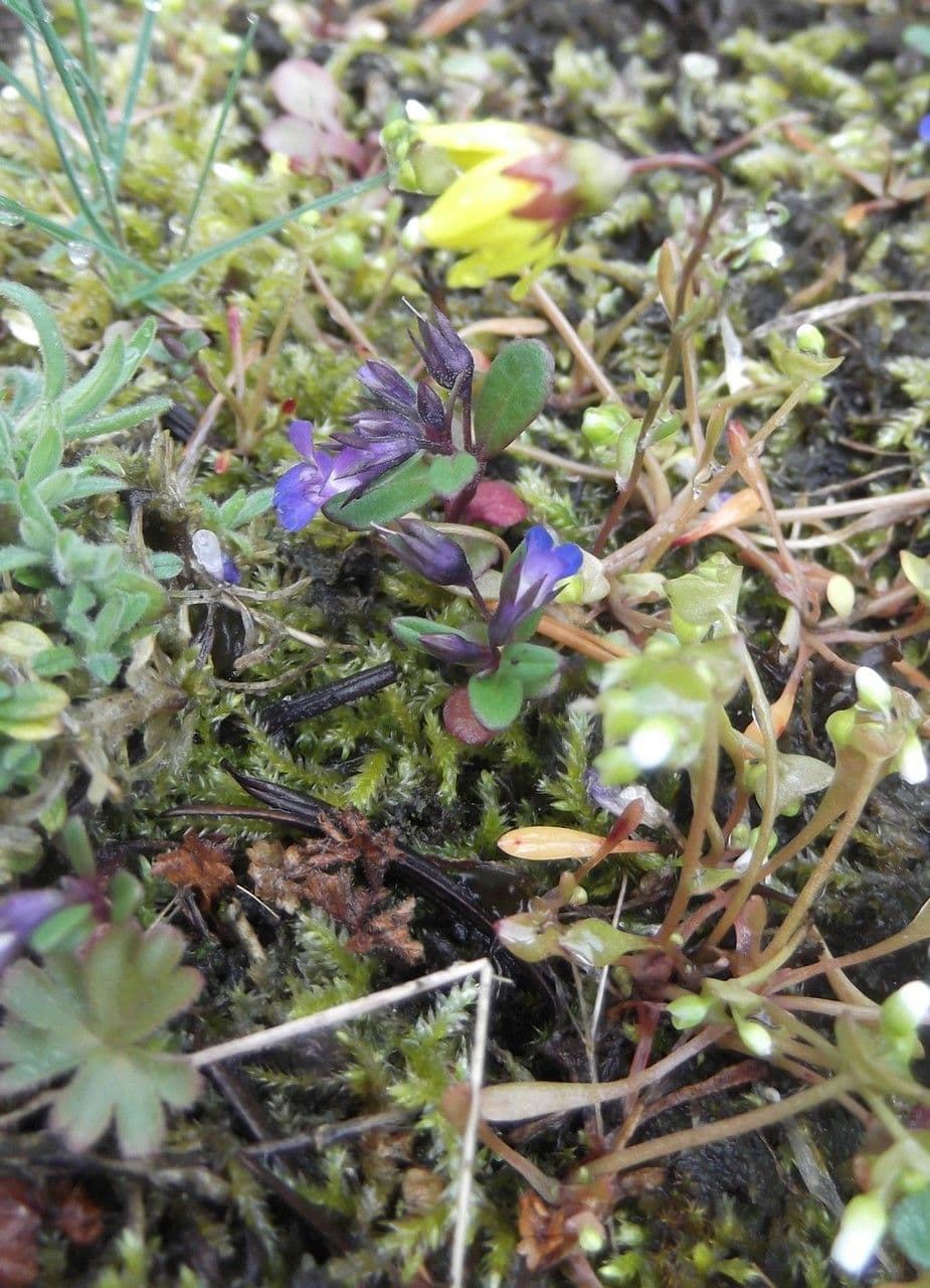 Crocidium multicaule 9