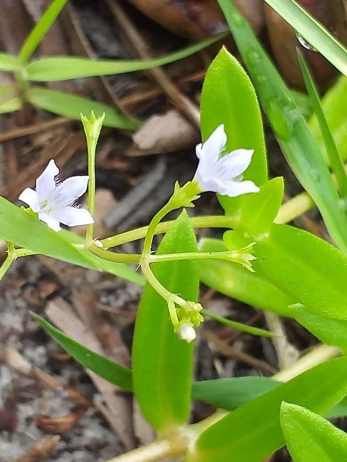 Wahlenbergia