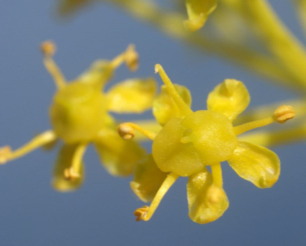 Gargania 6