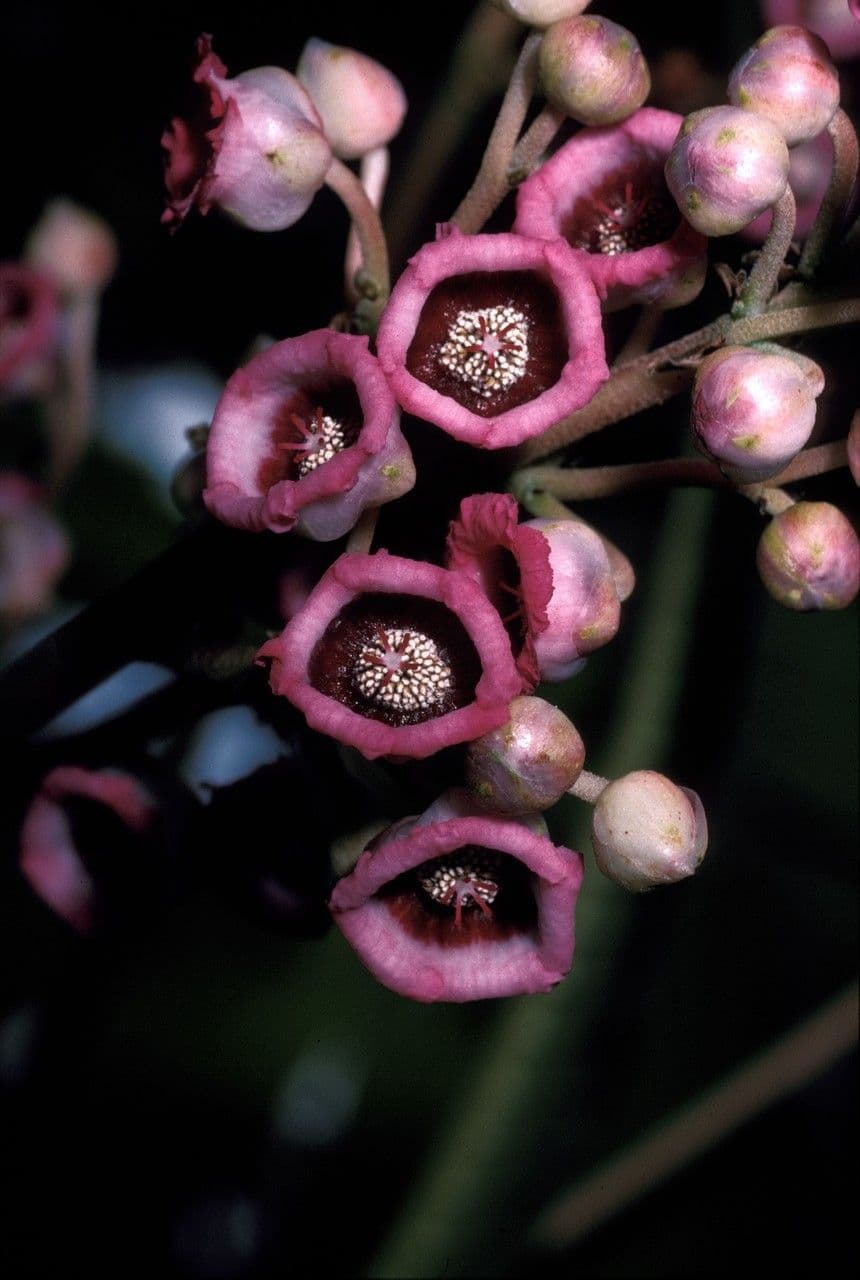 Saurauia 5