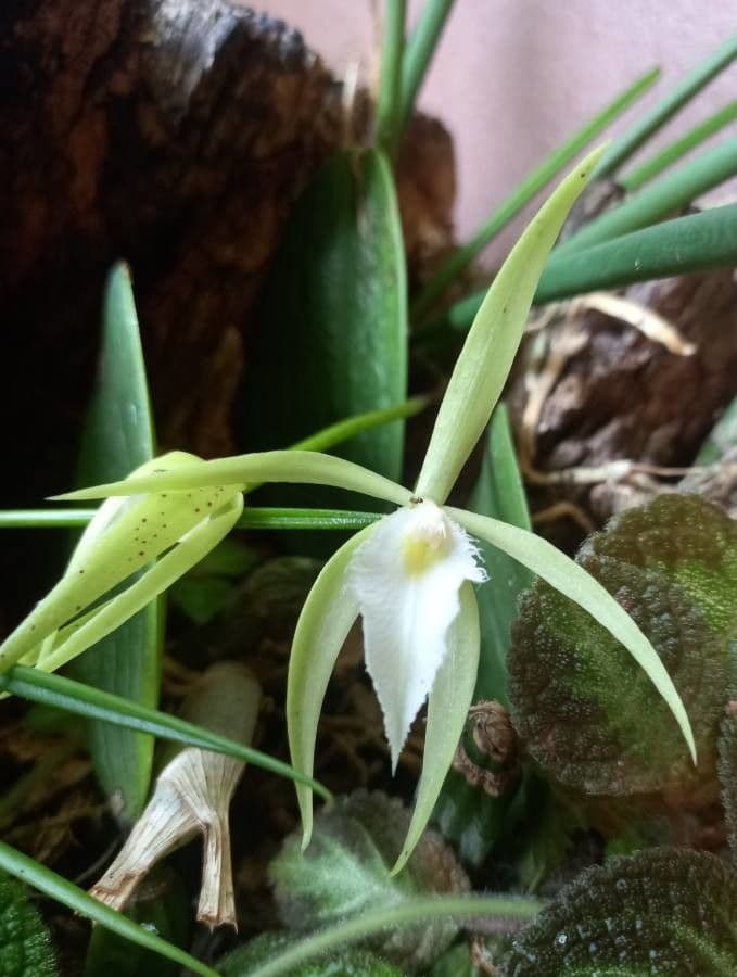 Brassavola 4