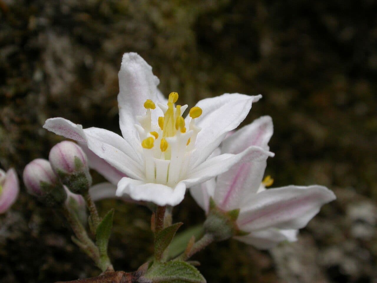 Deutzia 7