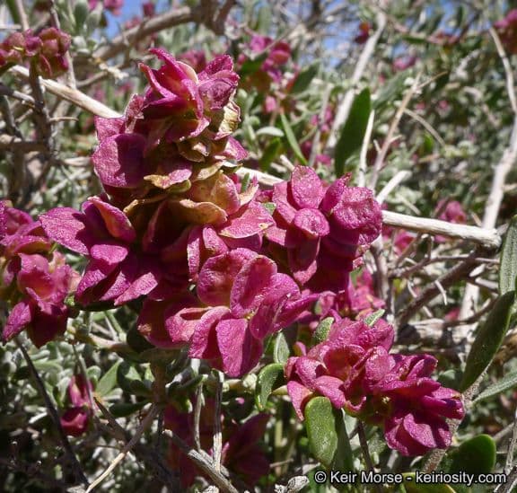Grayia spinosa 10
