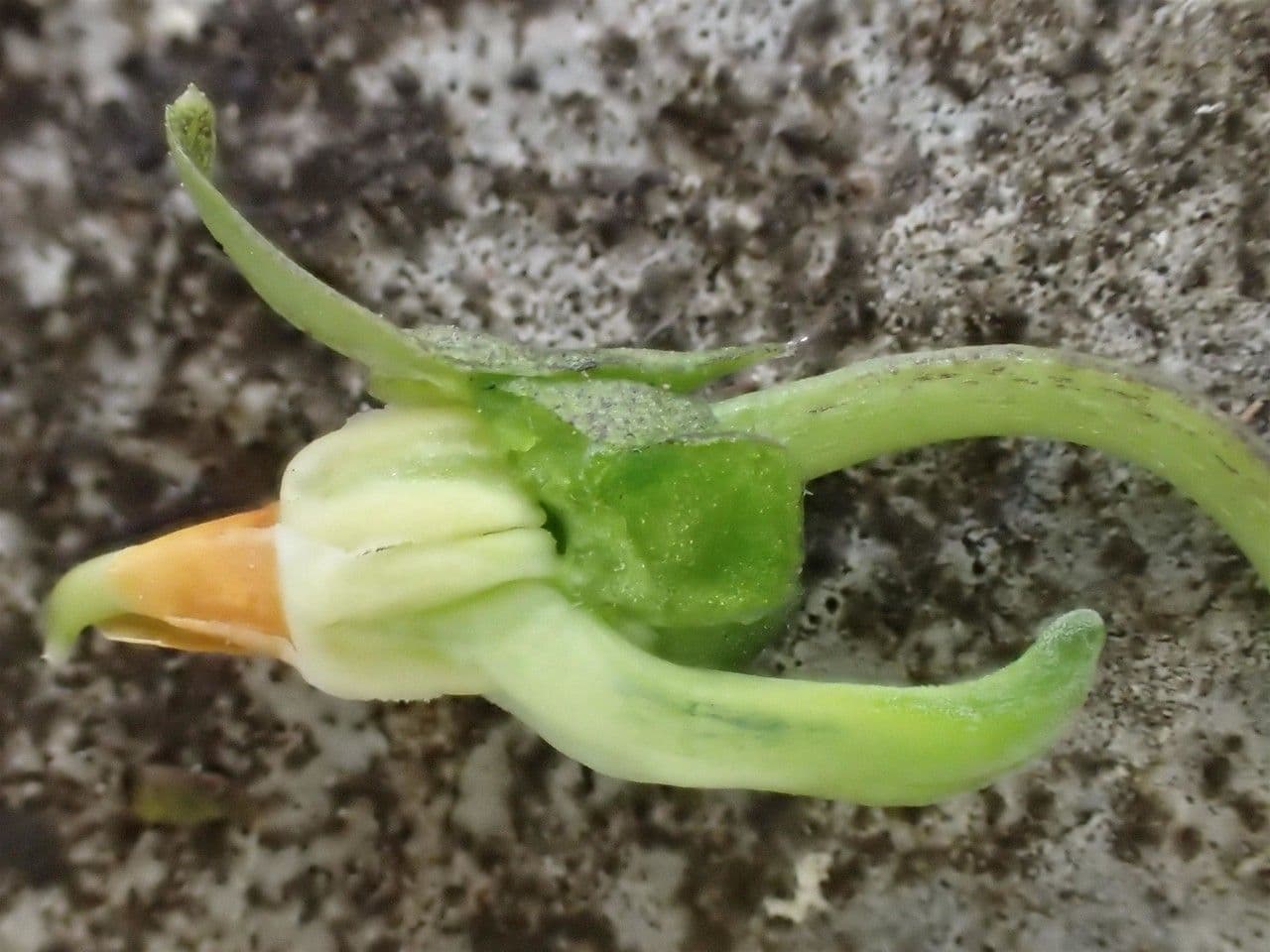 Viola pelosa 5