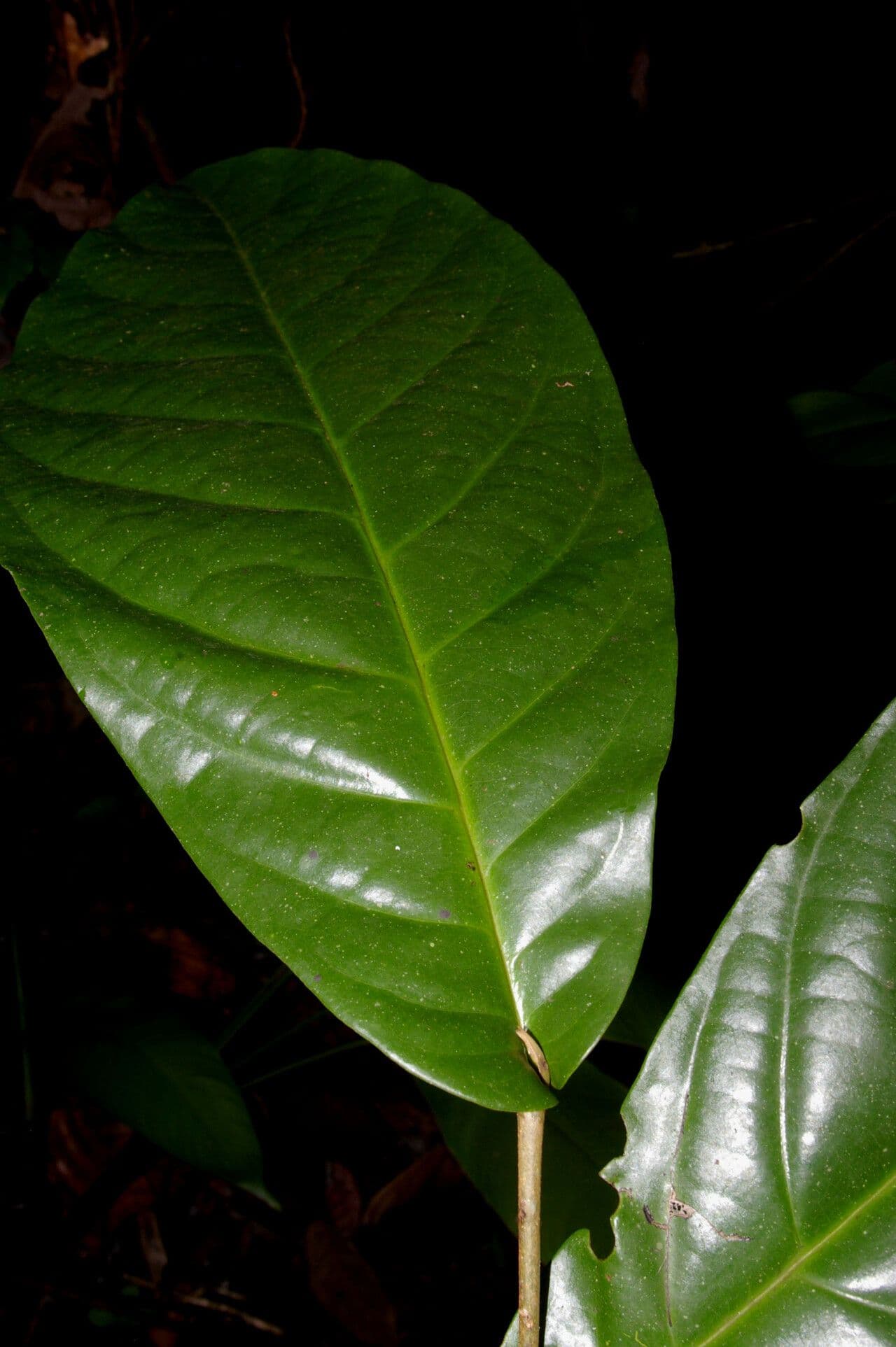 Desmopsis 2