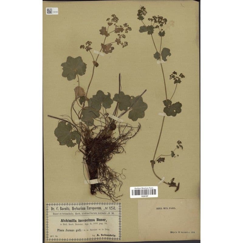 Alchemilla 4