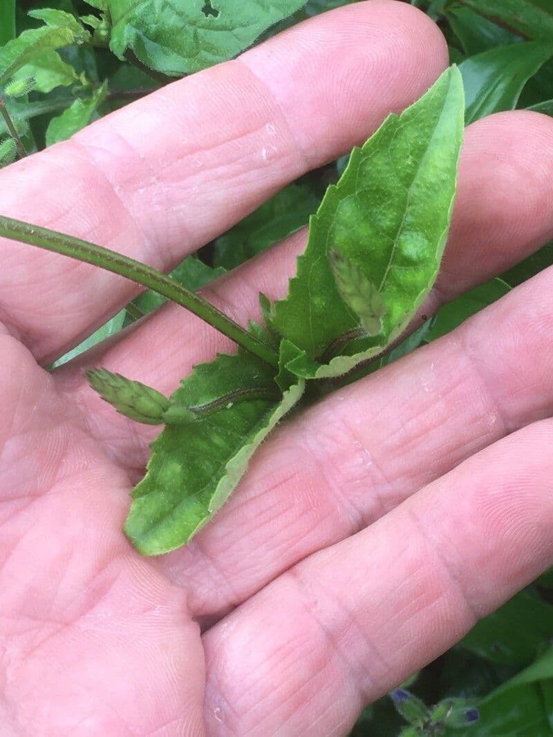 Salvia 8
