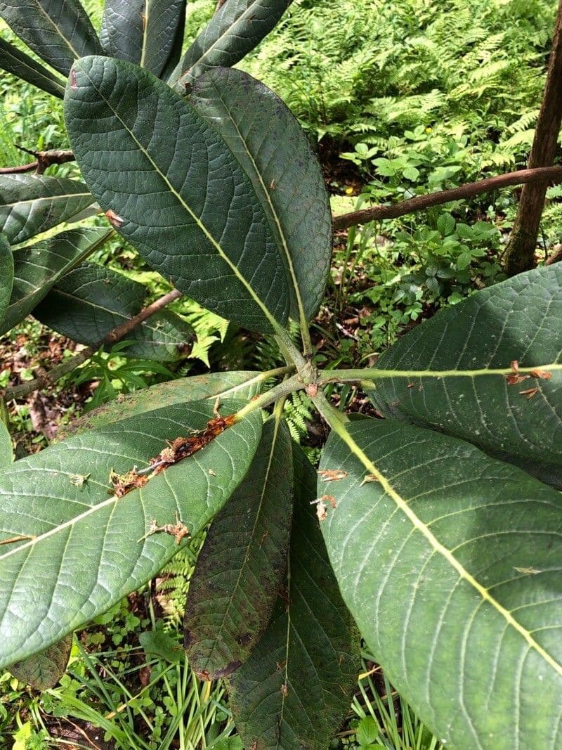 Rododendron 14