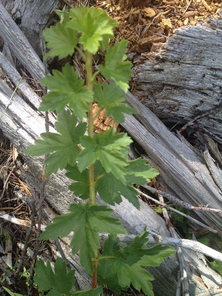 Ribes 12