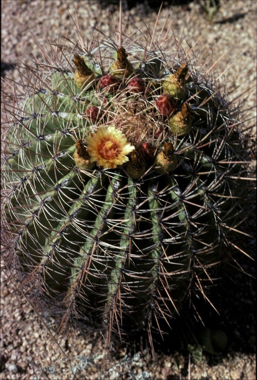 Cactus a botte di Emory 7