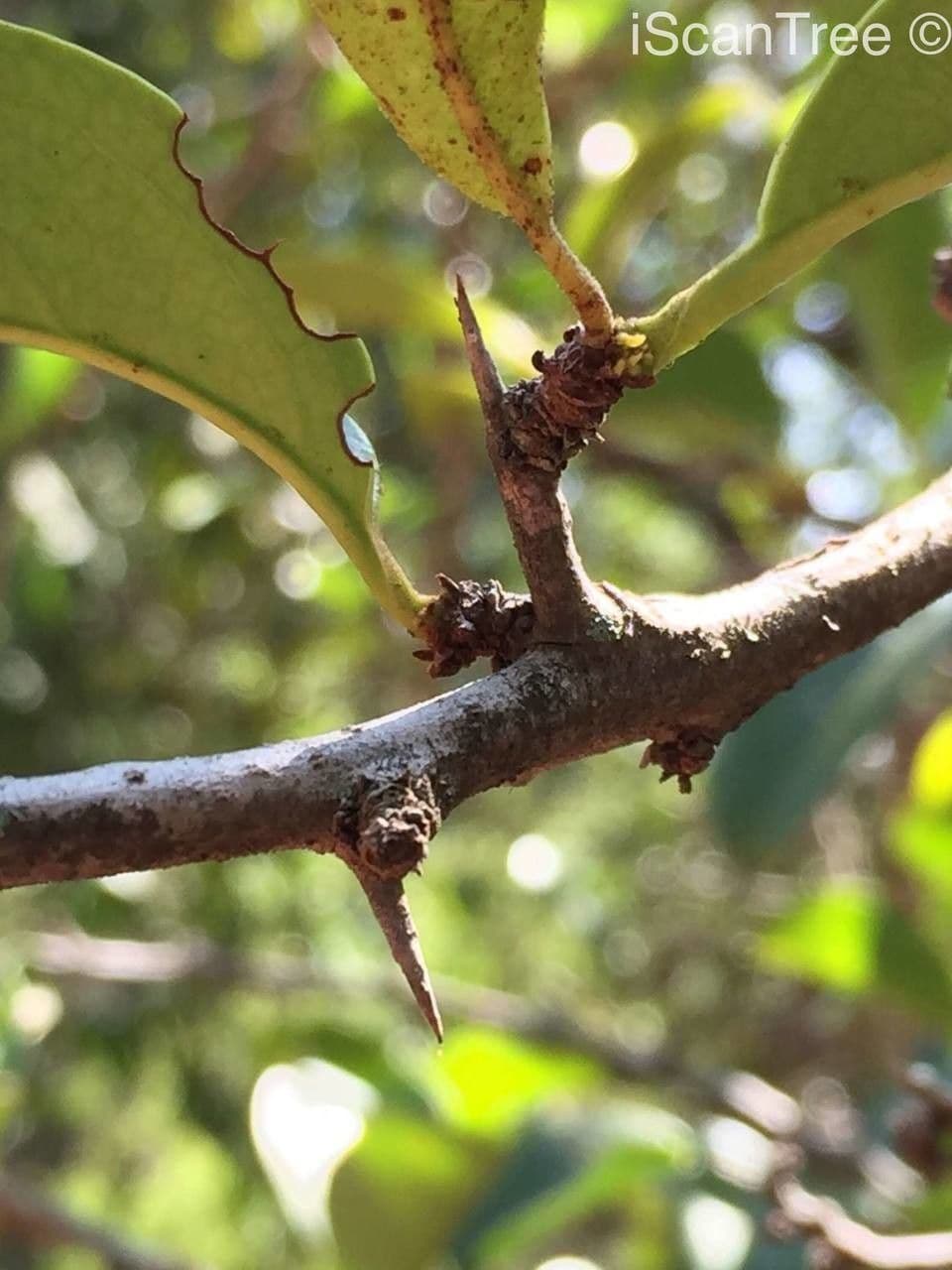 Ximenia caffra 12