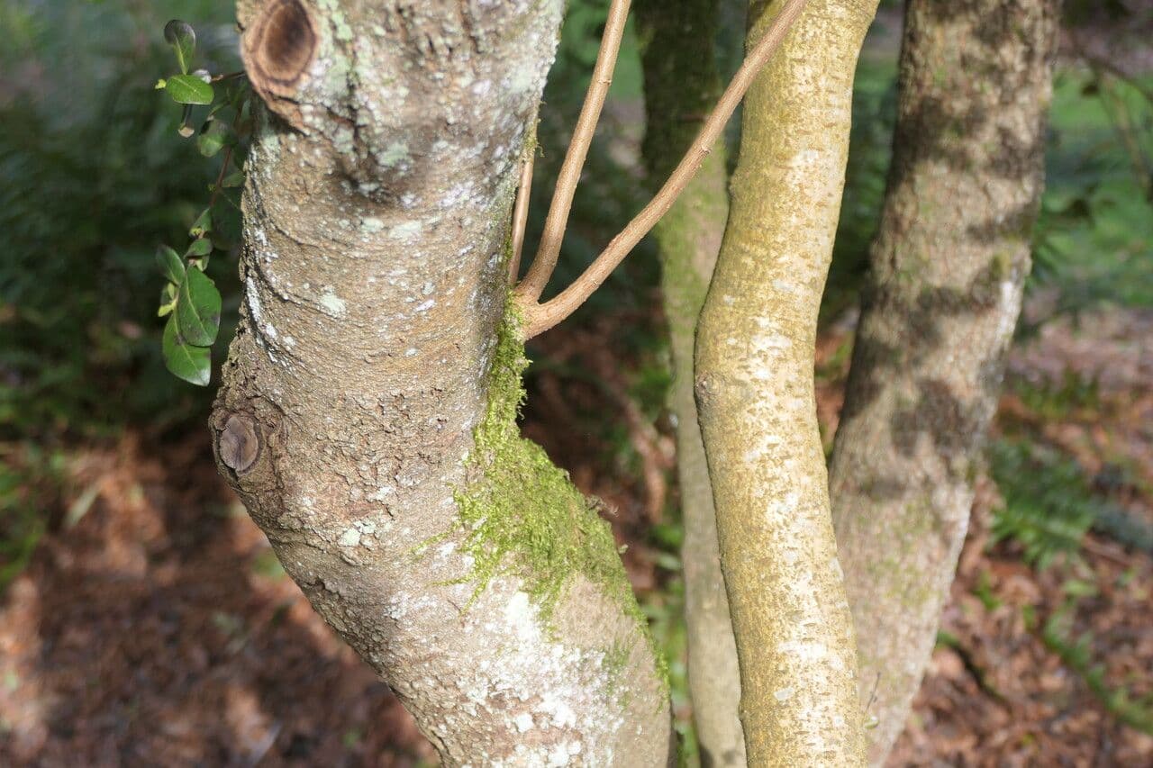 Azara 5