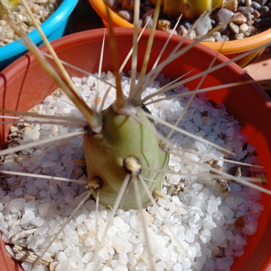 Tephrocactus 9