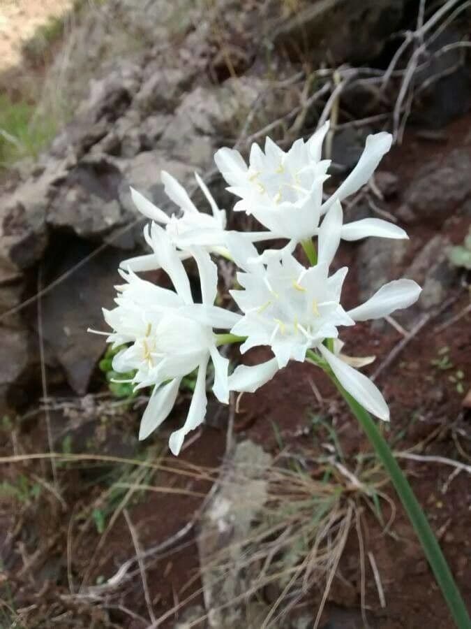 Pankracjum nadmorskie 7