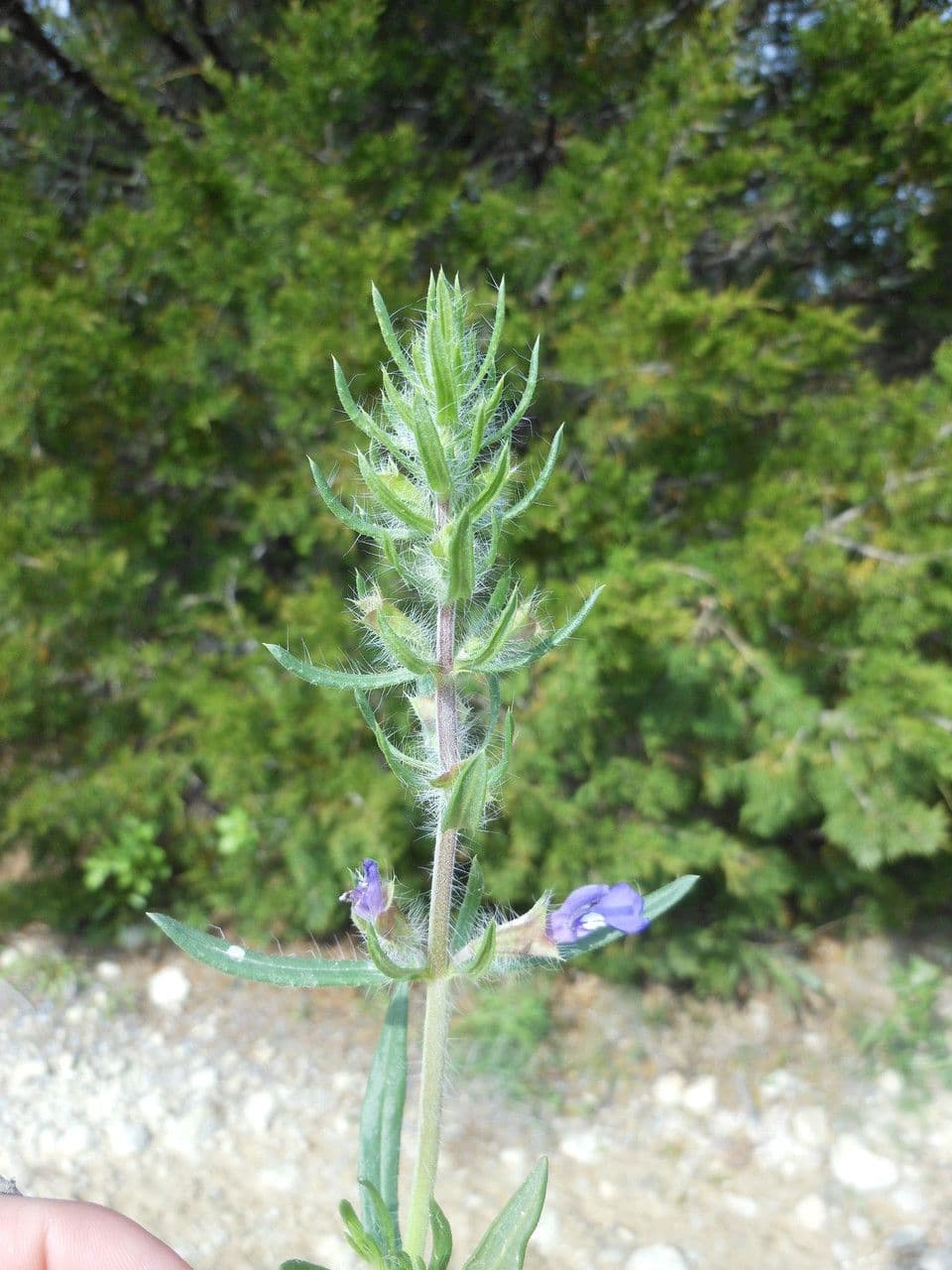 Texas-Salbei 8