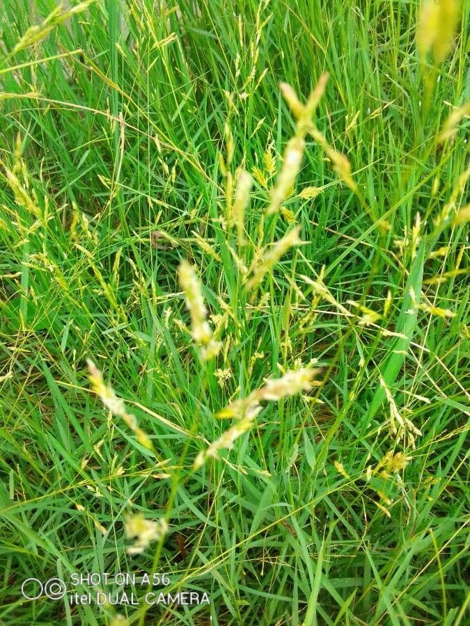 Leersia hexandra 7
