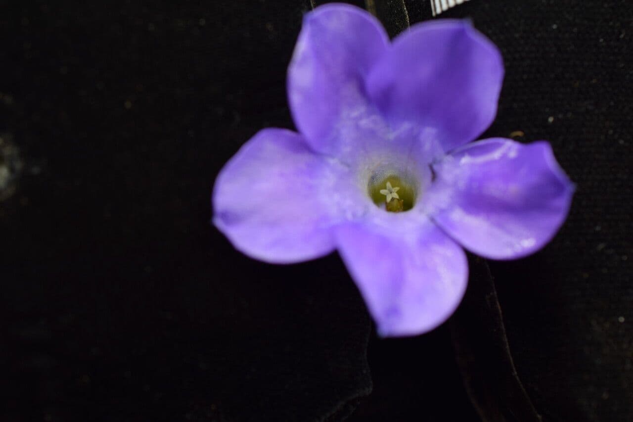 Cyananthus 3