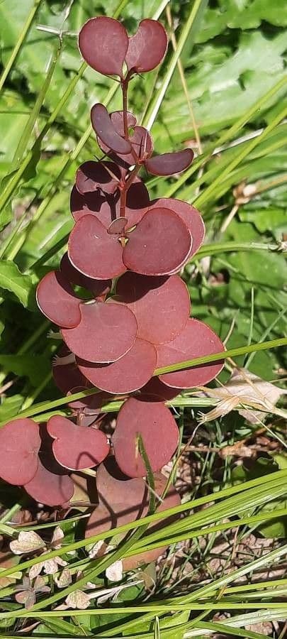 Acetosa hedysaroide 7