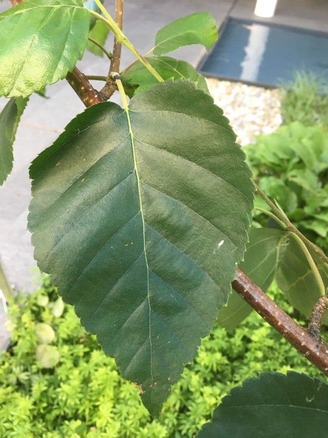 Brzoza himalajska 18