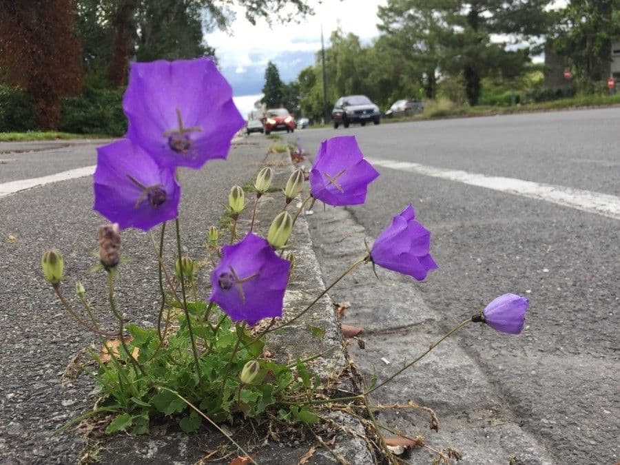 Campanula dei Carpazi 11
