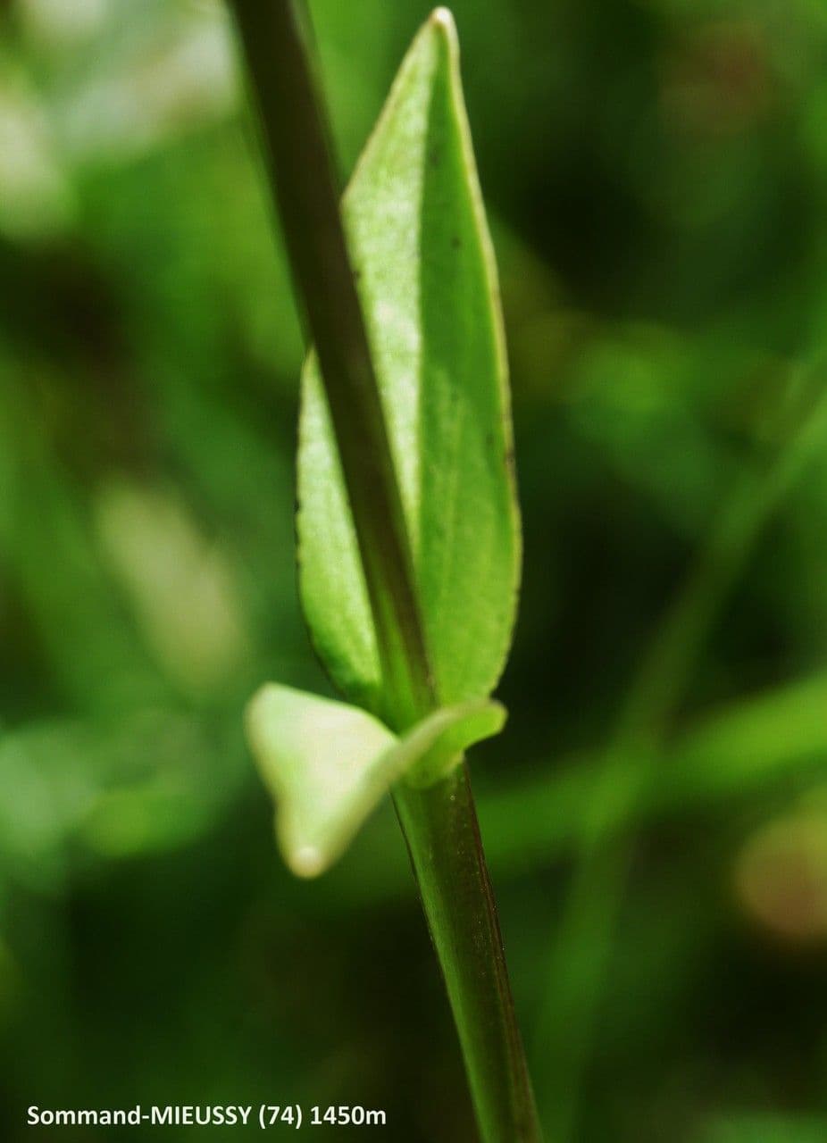 Suertia 22