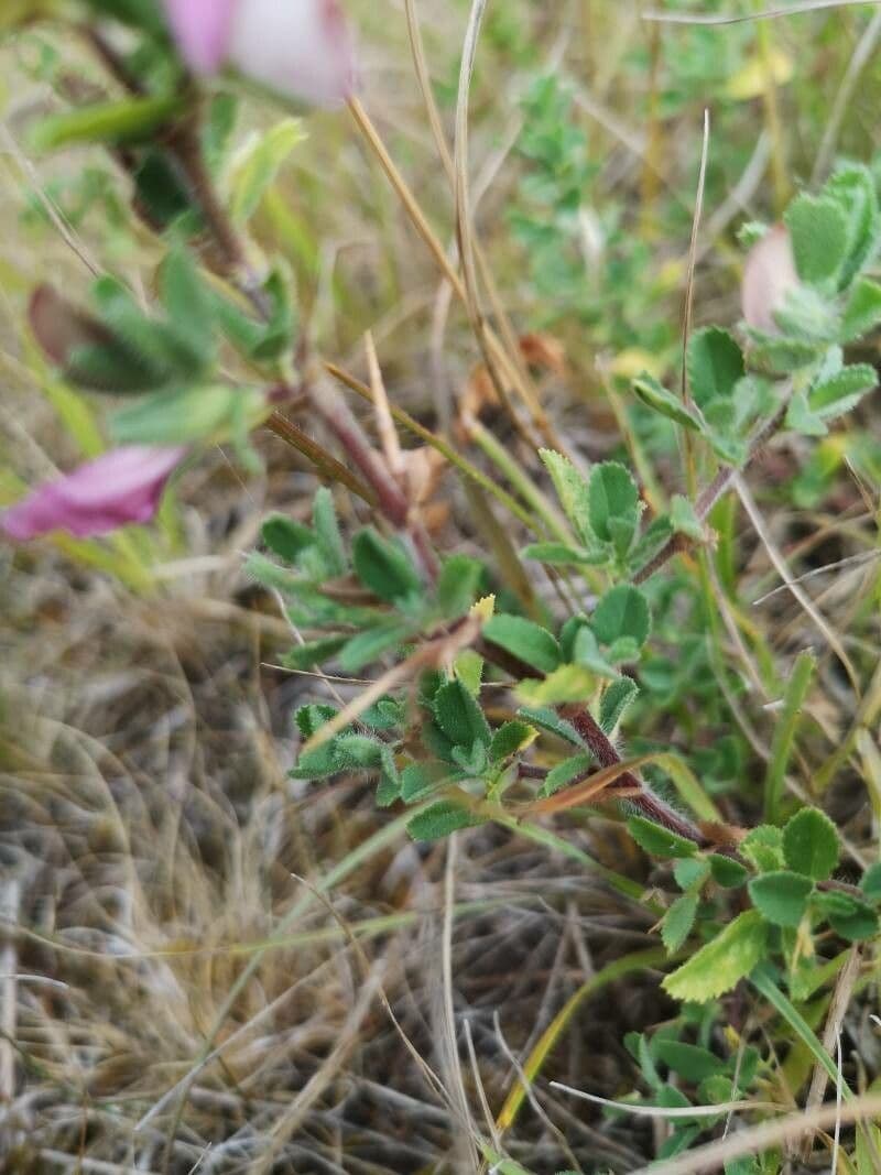 Ononide spinosa