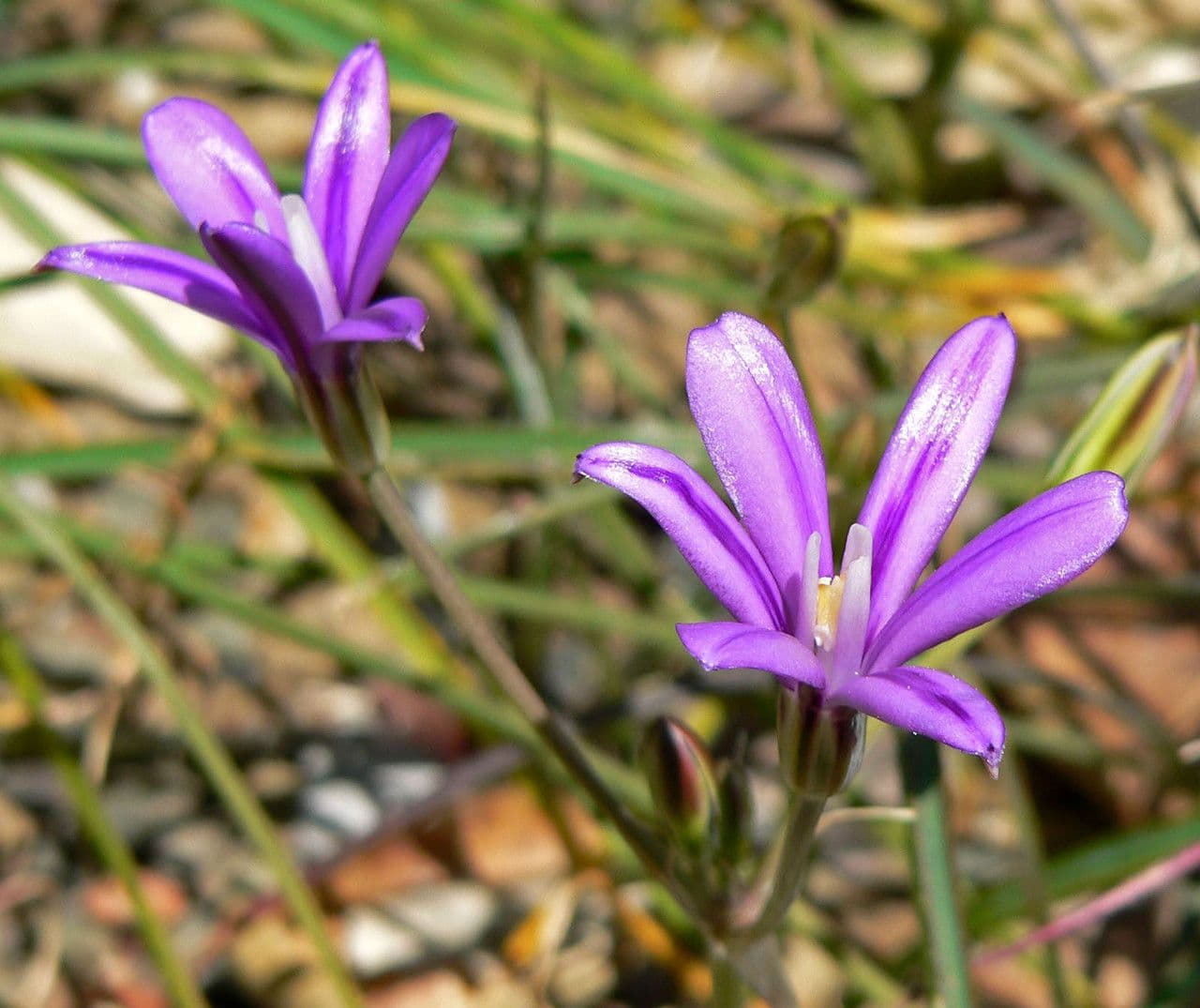 Brodiaea 3