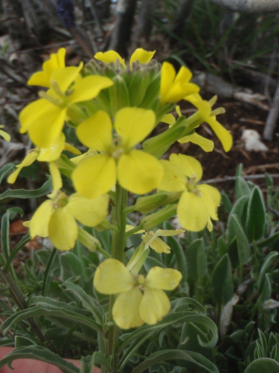Erysimum 7