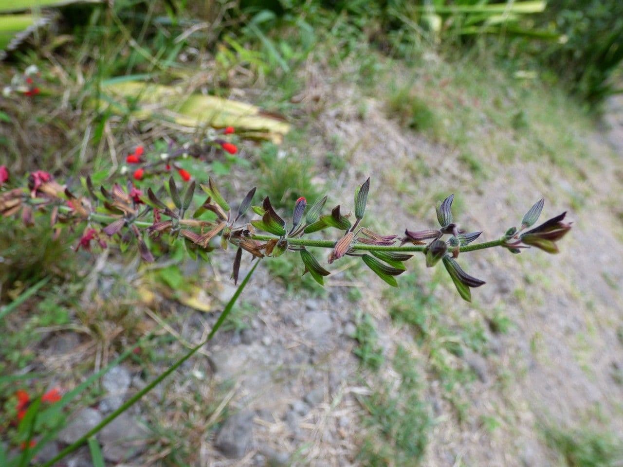Salvia scarlatta 2