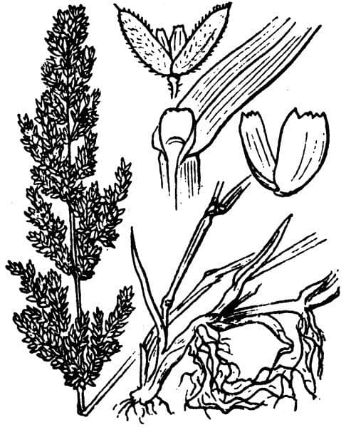 Grünes Bartgras 29