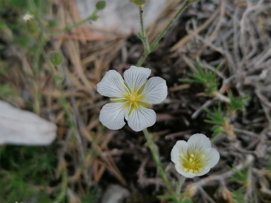 Cherleria capillacea 5