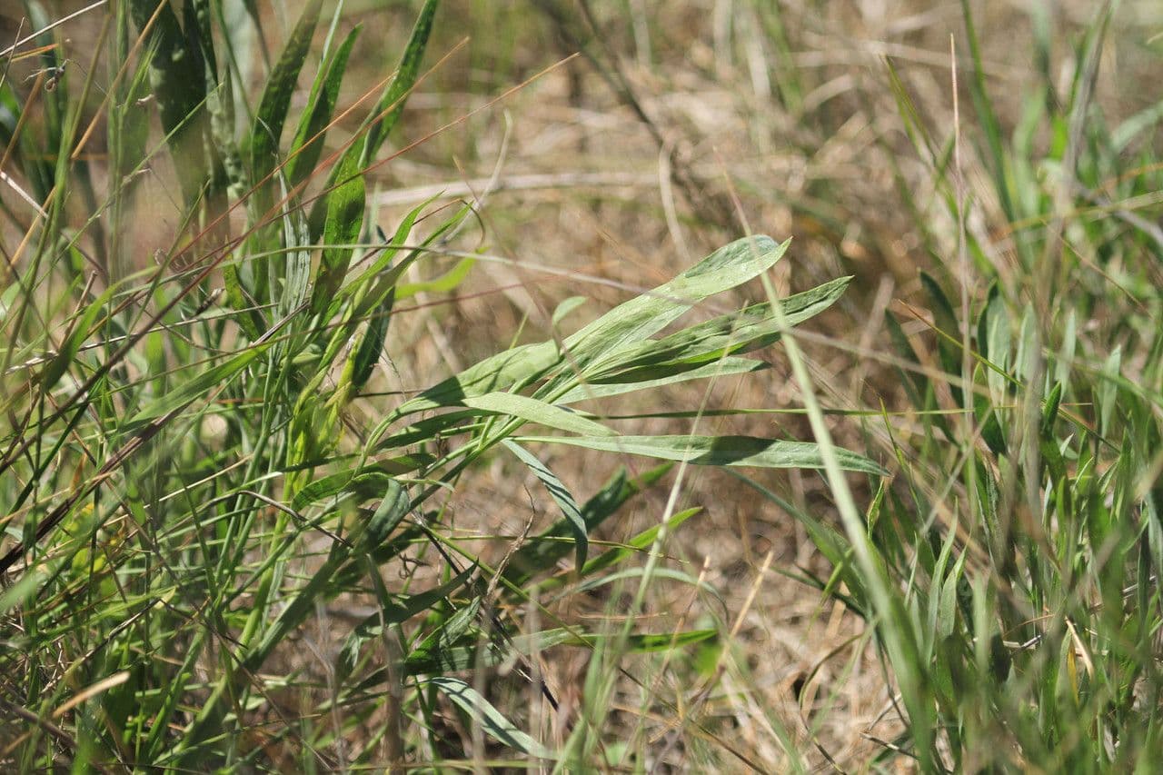 Perideridia di Kellogg 6