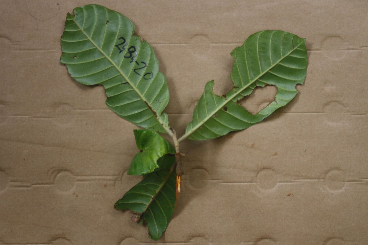 Chrysophyllum 6