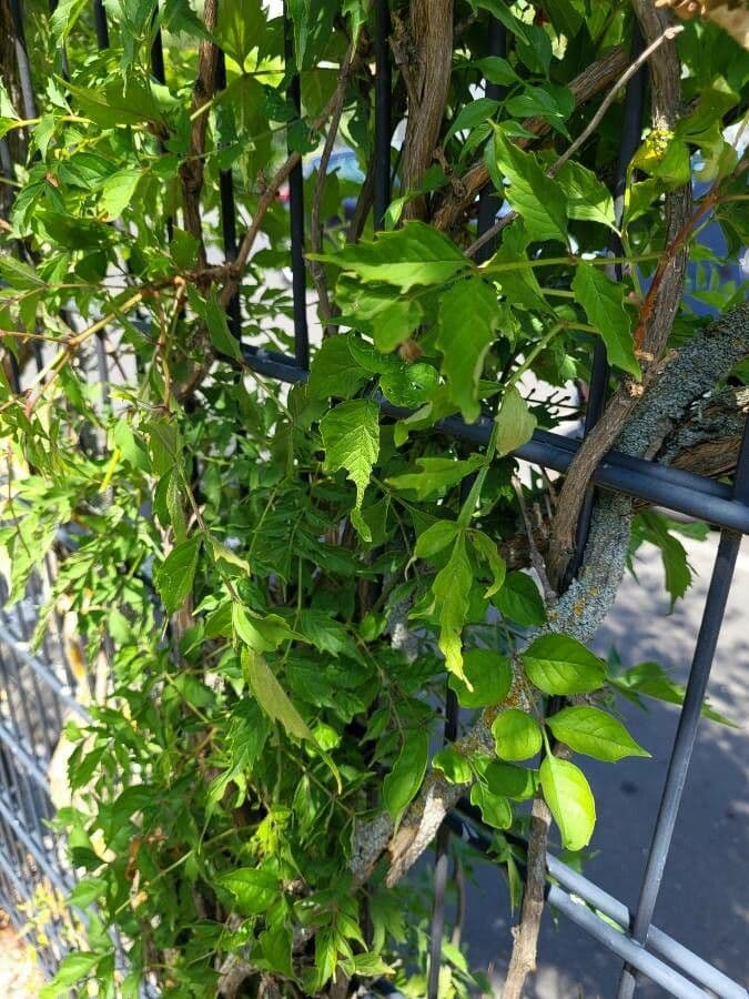 Trompeta de Virginia 24