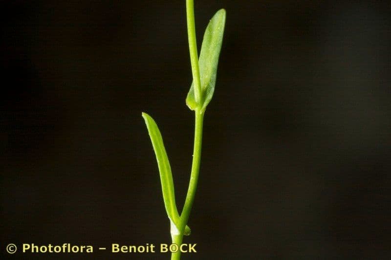 Coclearia sassifraga 21