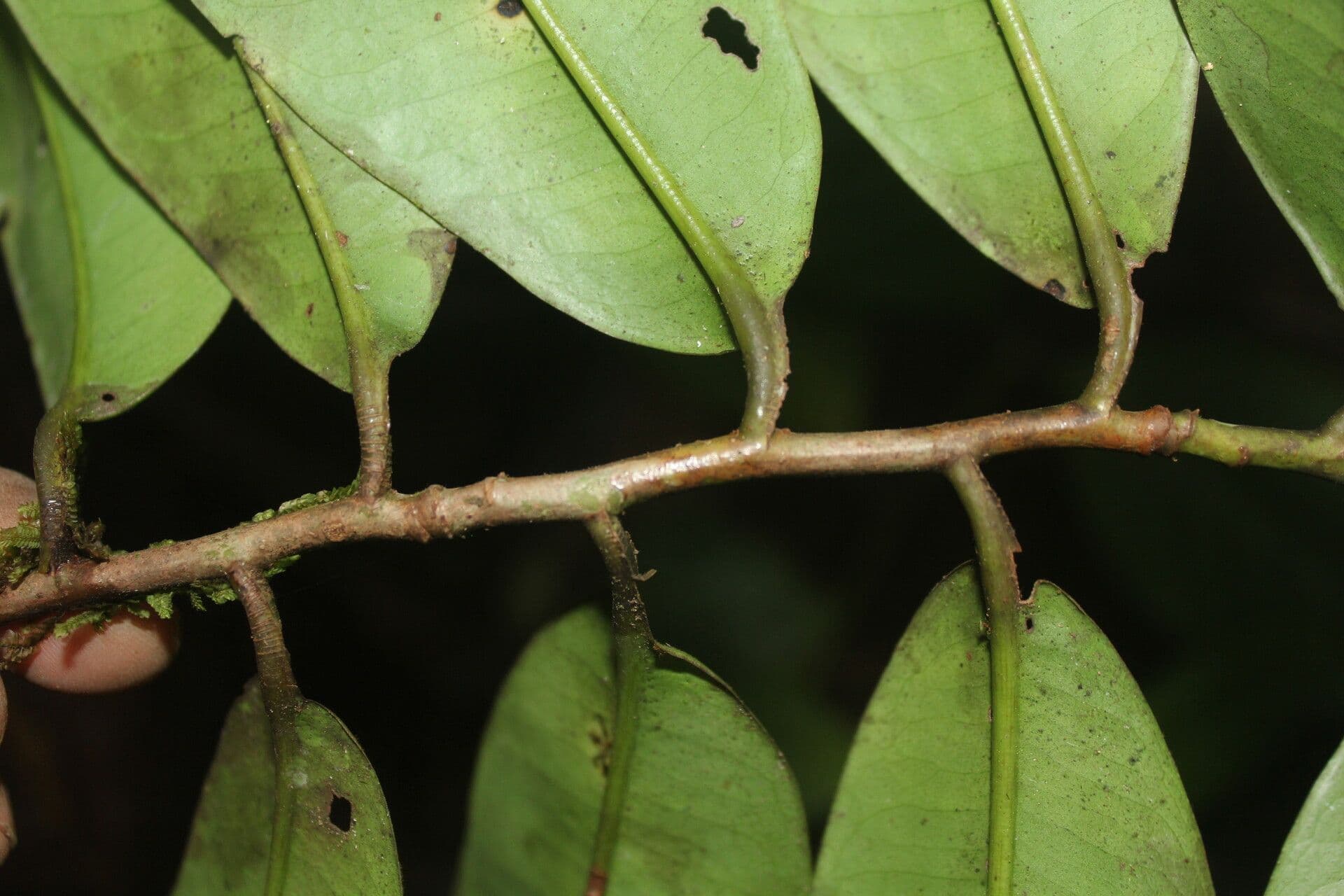 Ardisia 3