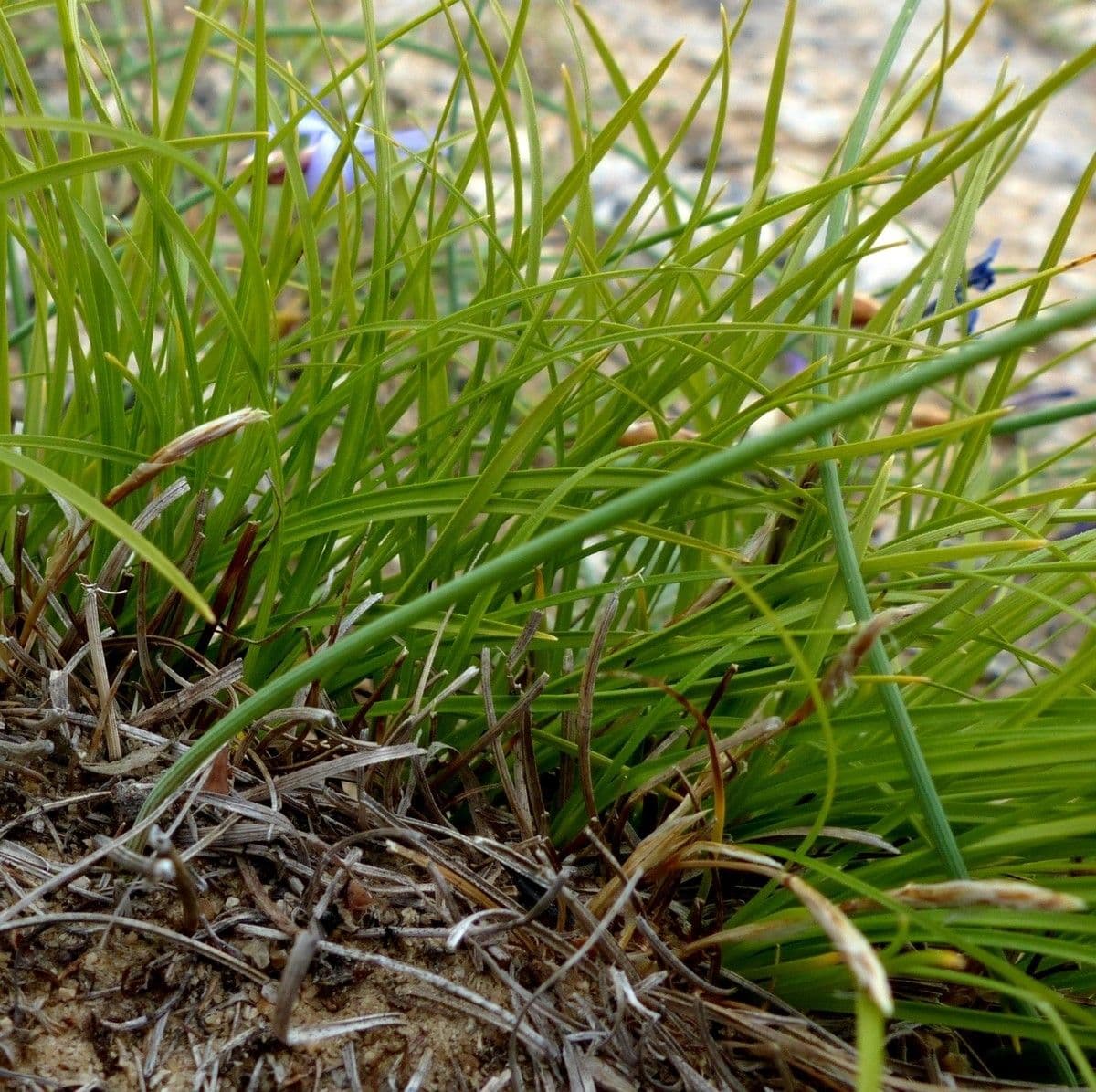 Dwarf sedge 15