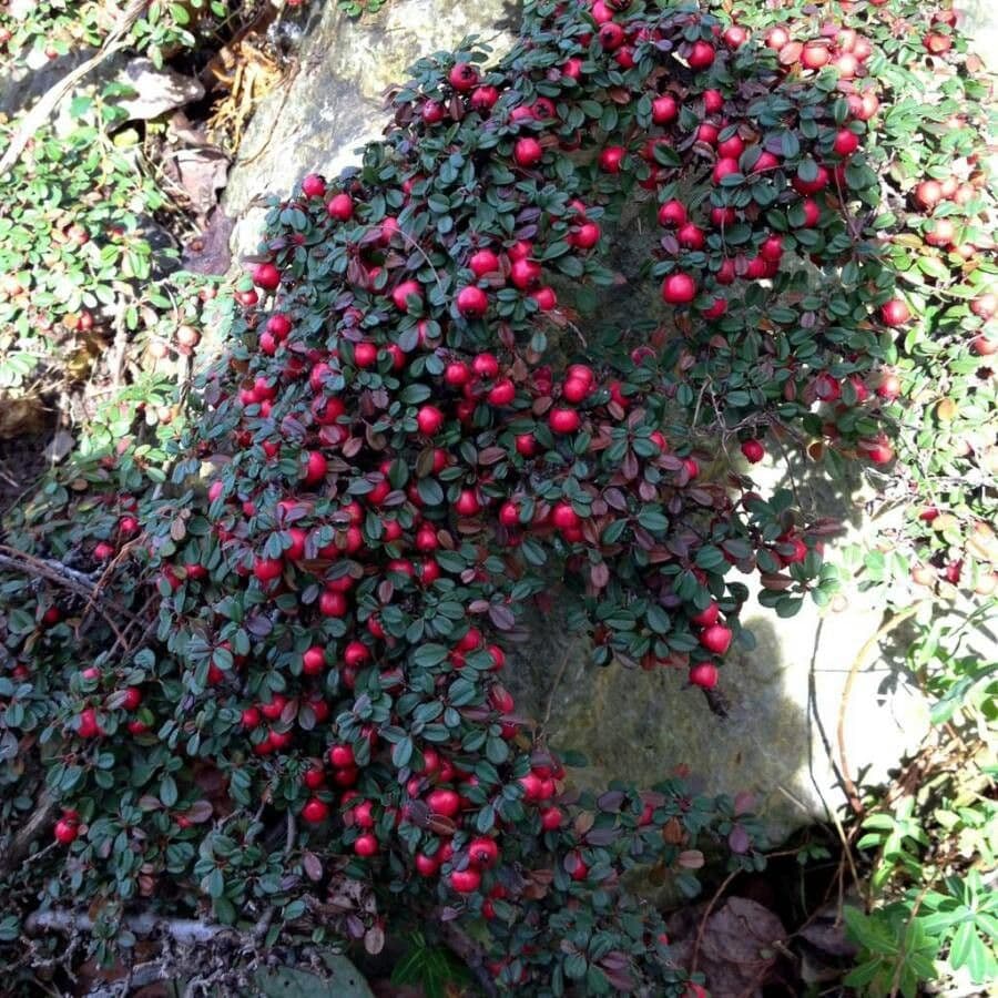 Cotoneaster 5