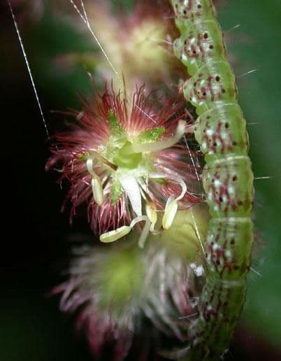 Miconia 4