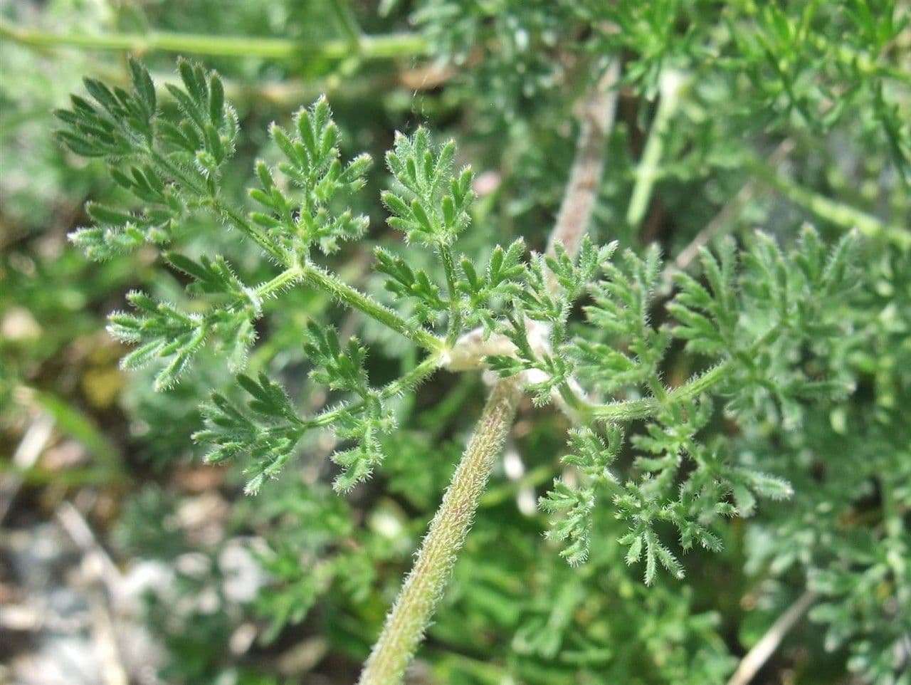 Athamanta cretensis 16