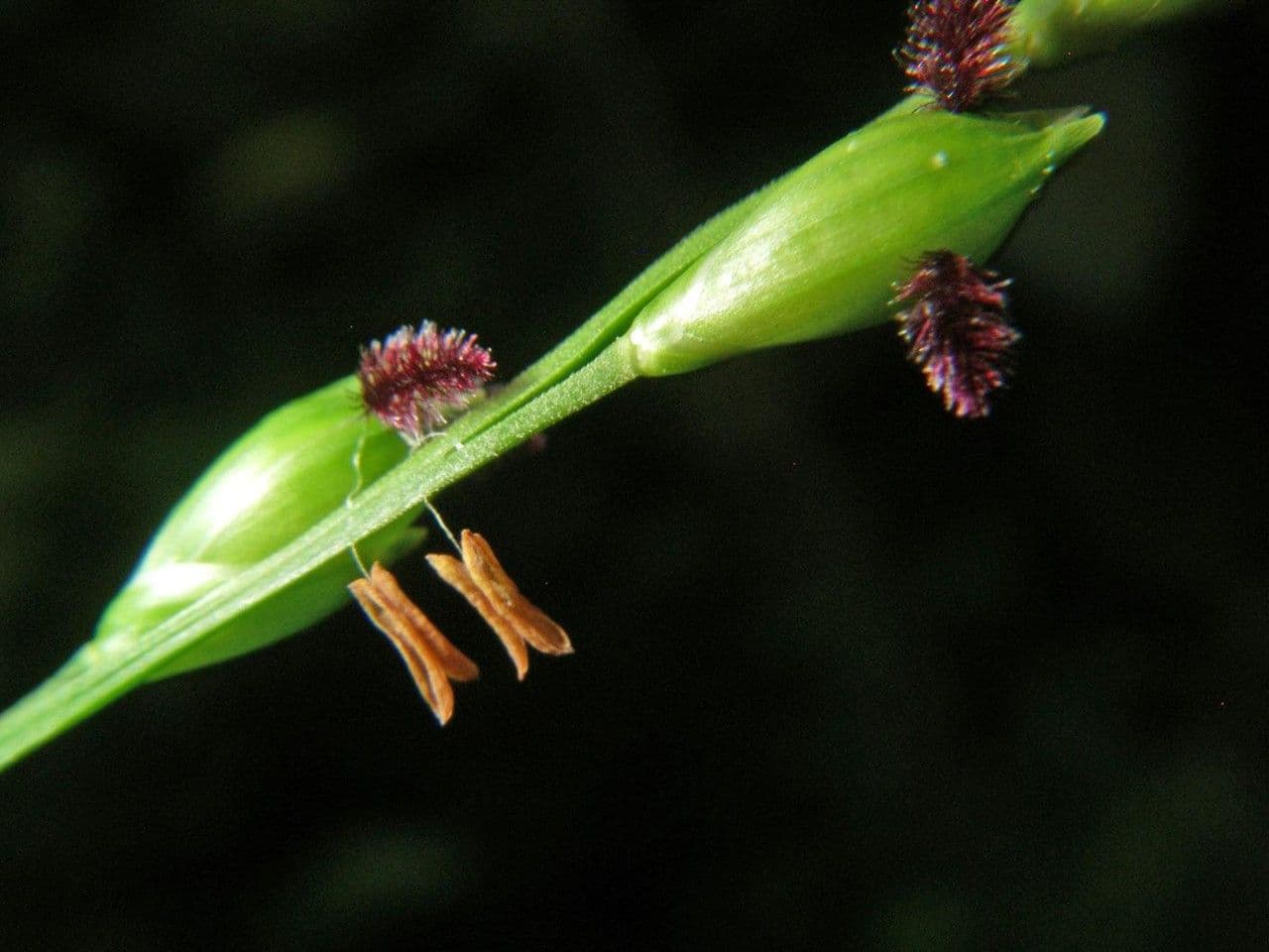 Acroceras