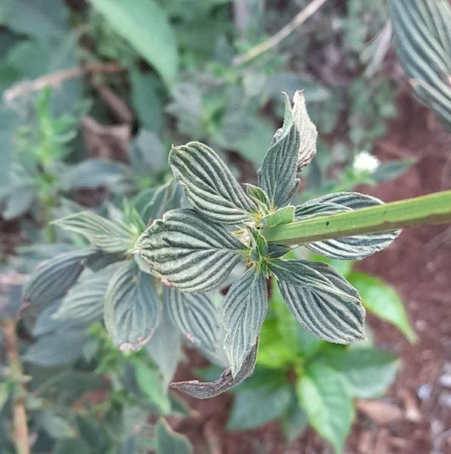 Galianthe 5