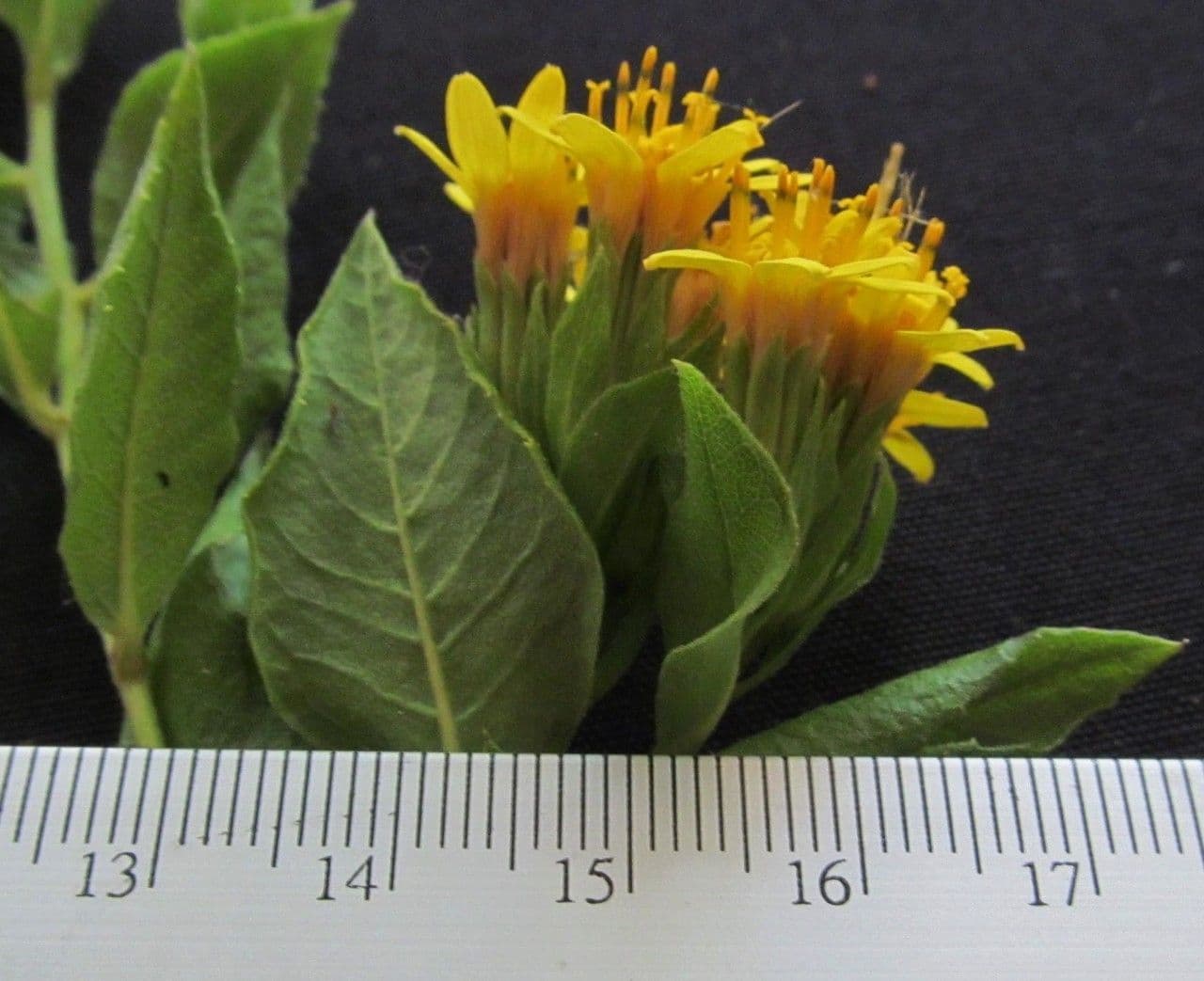 Trixis inula 20