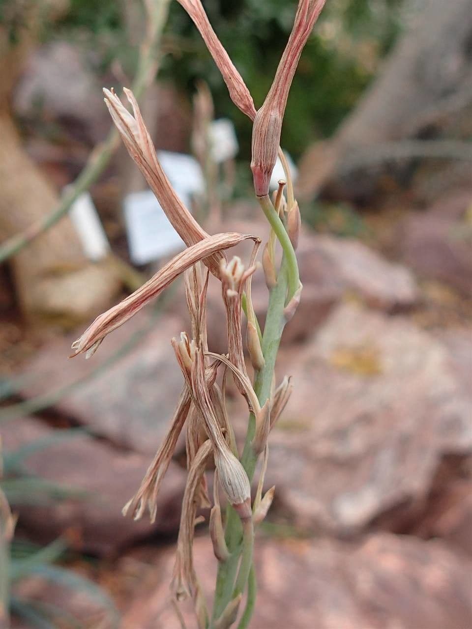 Aloe