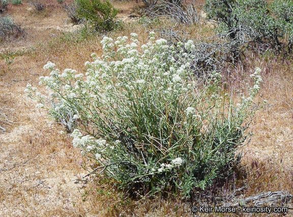 Lepidium fremontii 15